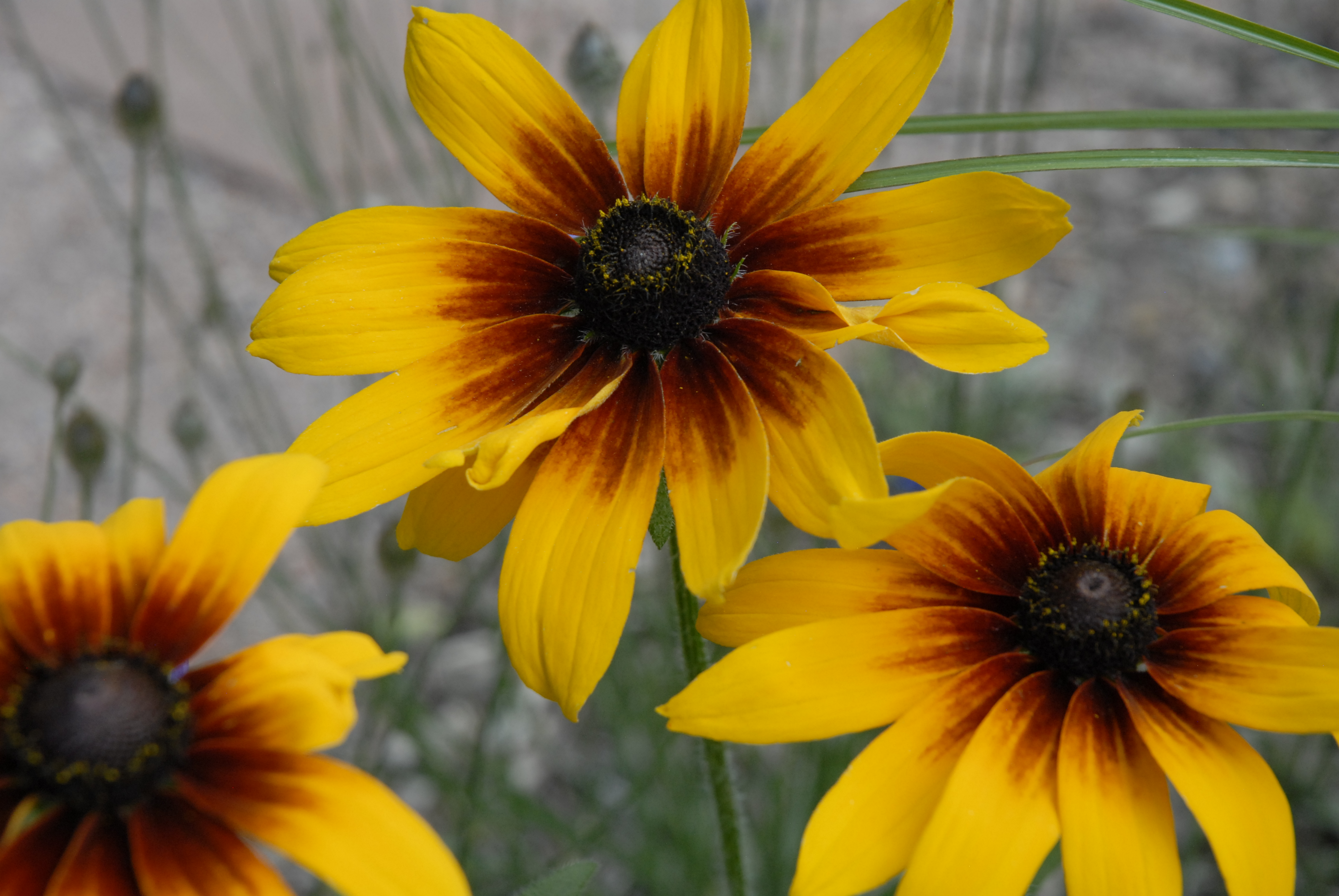 Black-eyed Susan